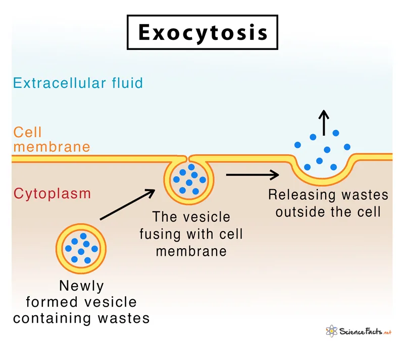 Exocytosis diagram